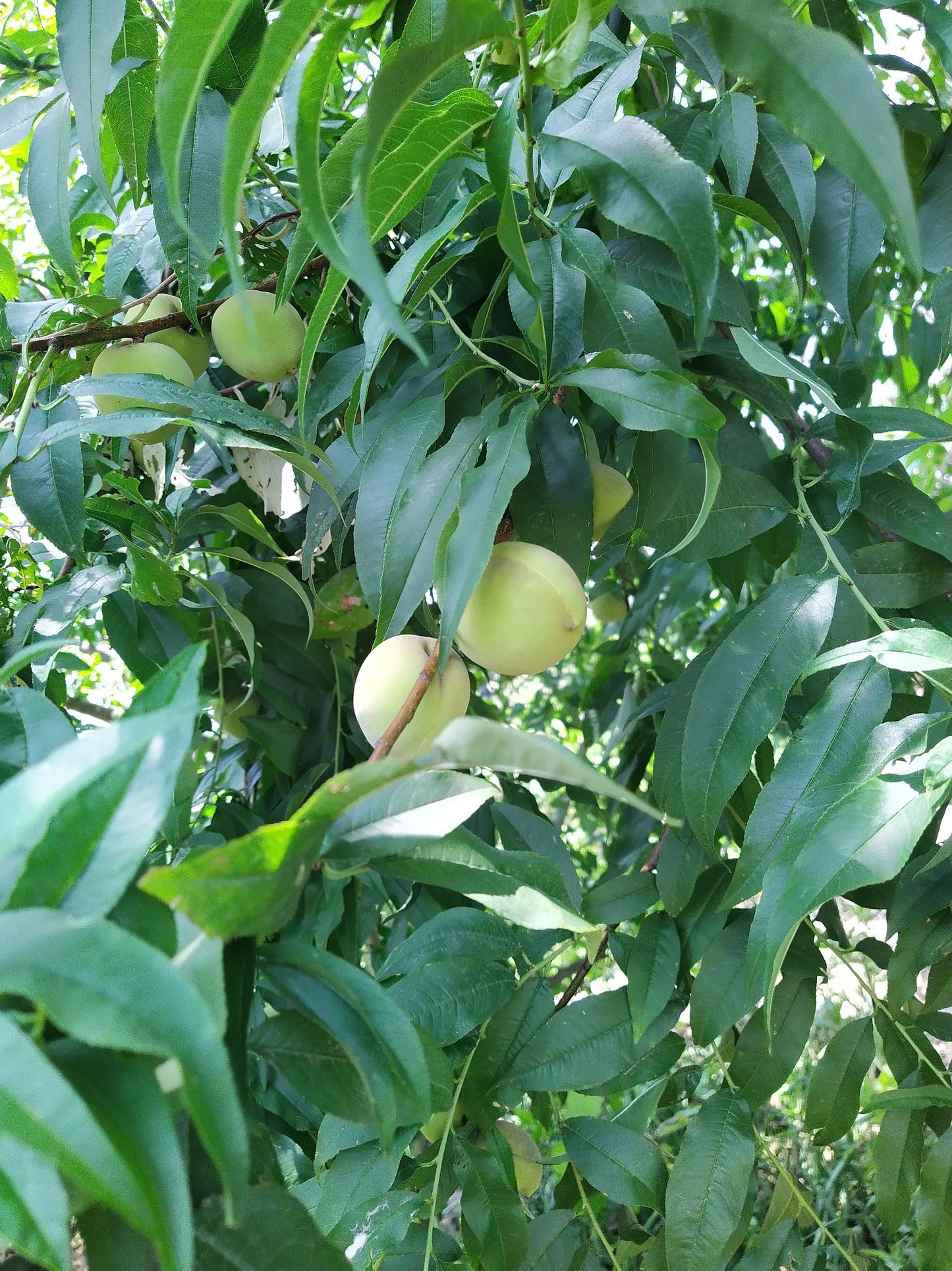 Kuninda Peach Butter