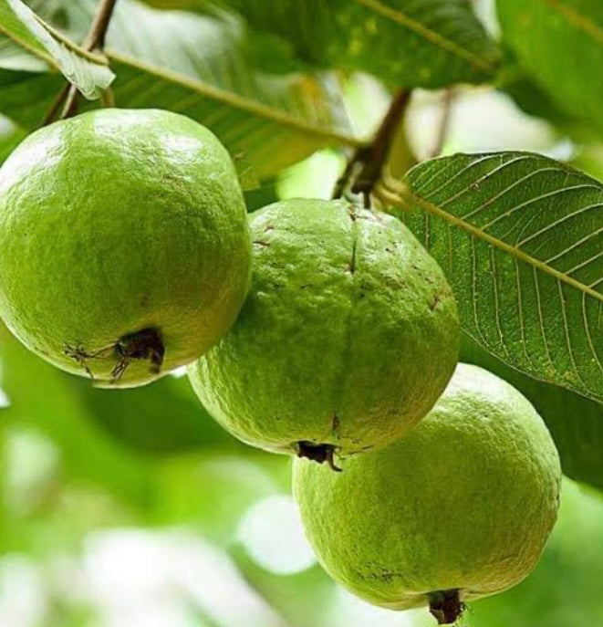 Kuninda Guava Spread
