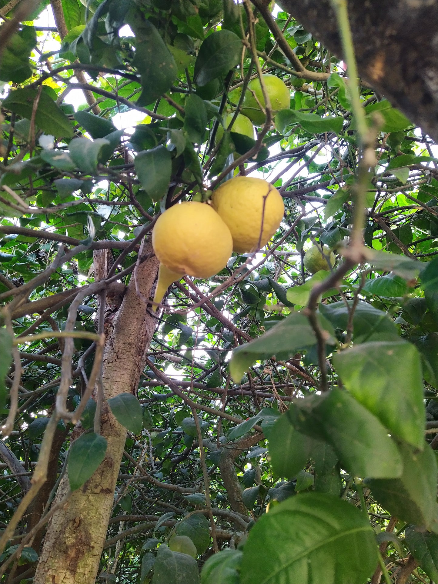 Kuninda Lemon Marmalade