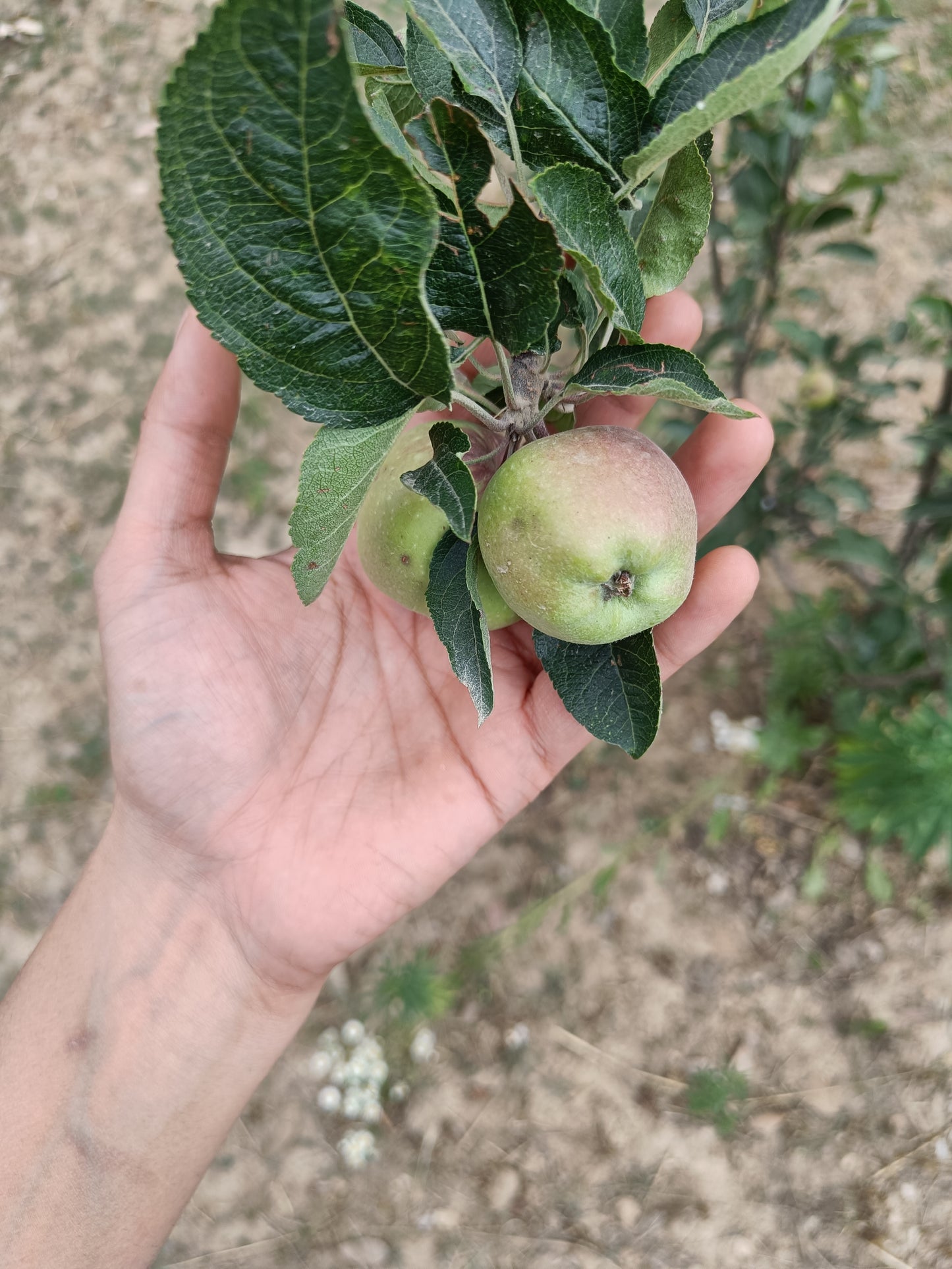 Kuninda Apple Sauce