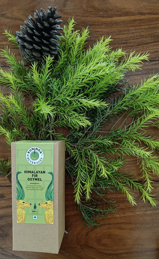 Kuninda Himalayan Fir Oxymel