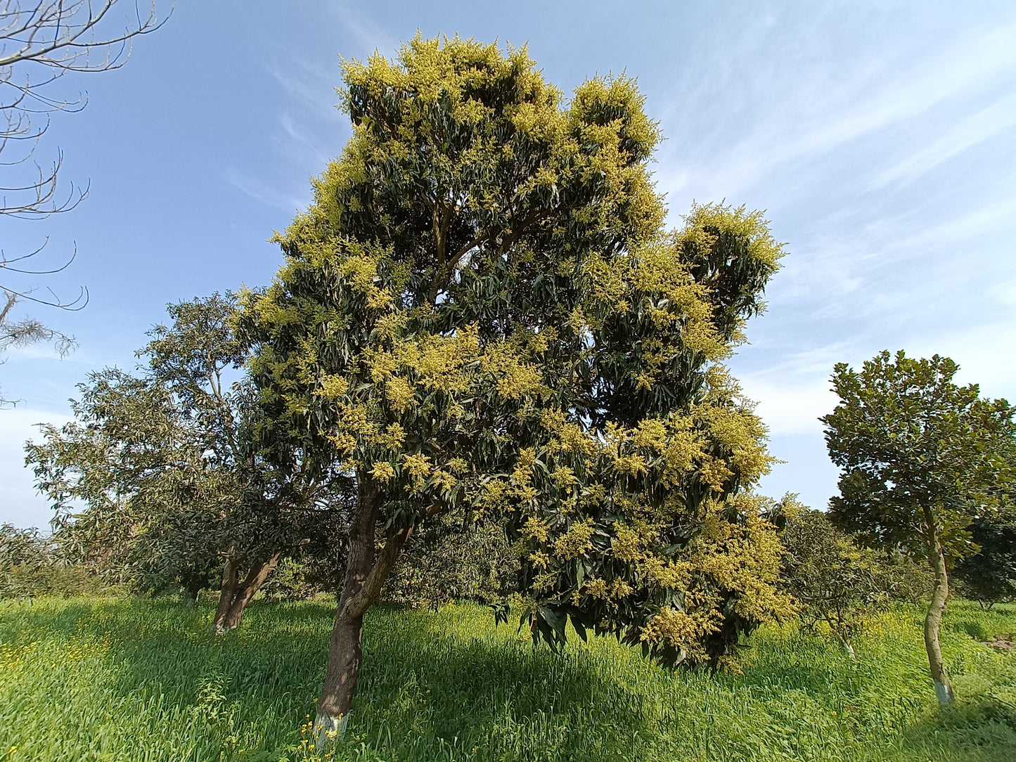 Kuninda Malihabadi Dasheri Mangoes