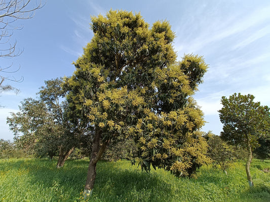 Kuninda Malihabadi Dasheri Mangoes