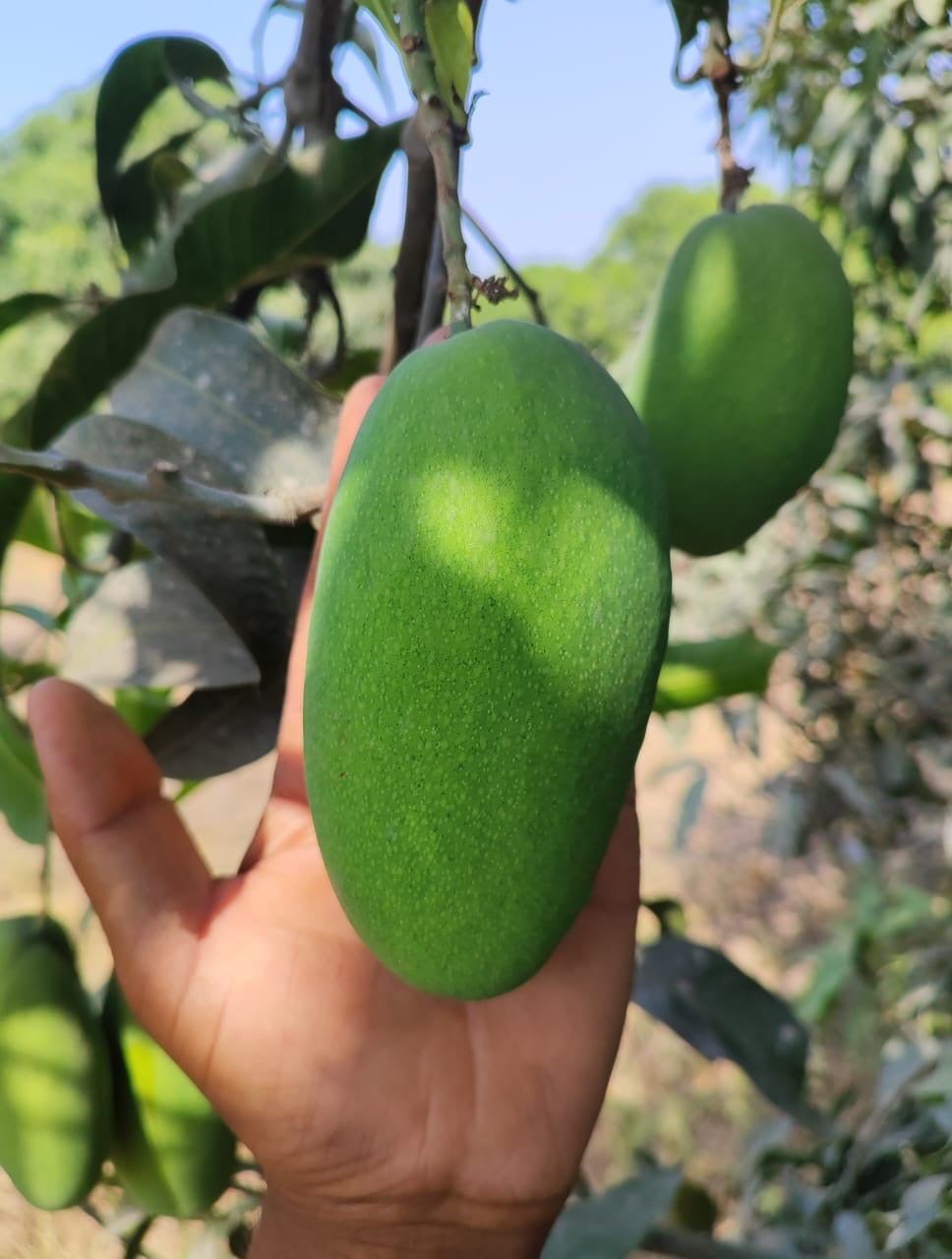 Kuninda Malihabadi Dasheri Mangoes