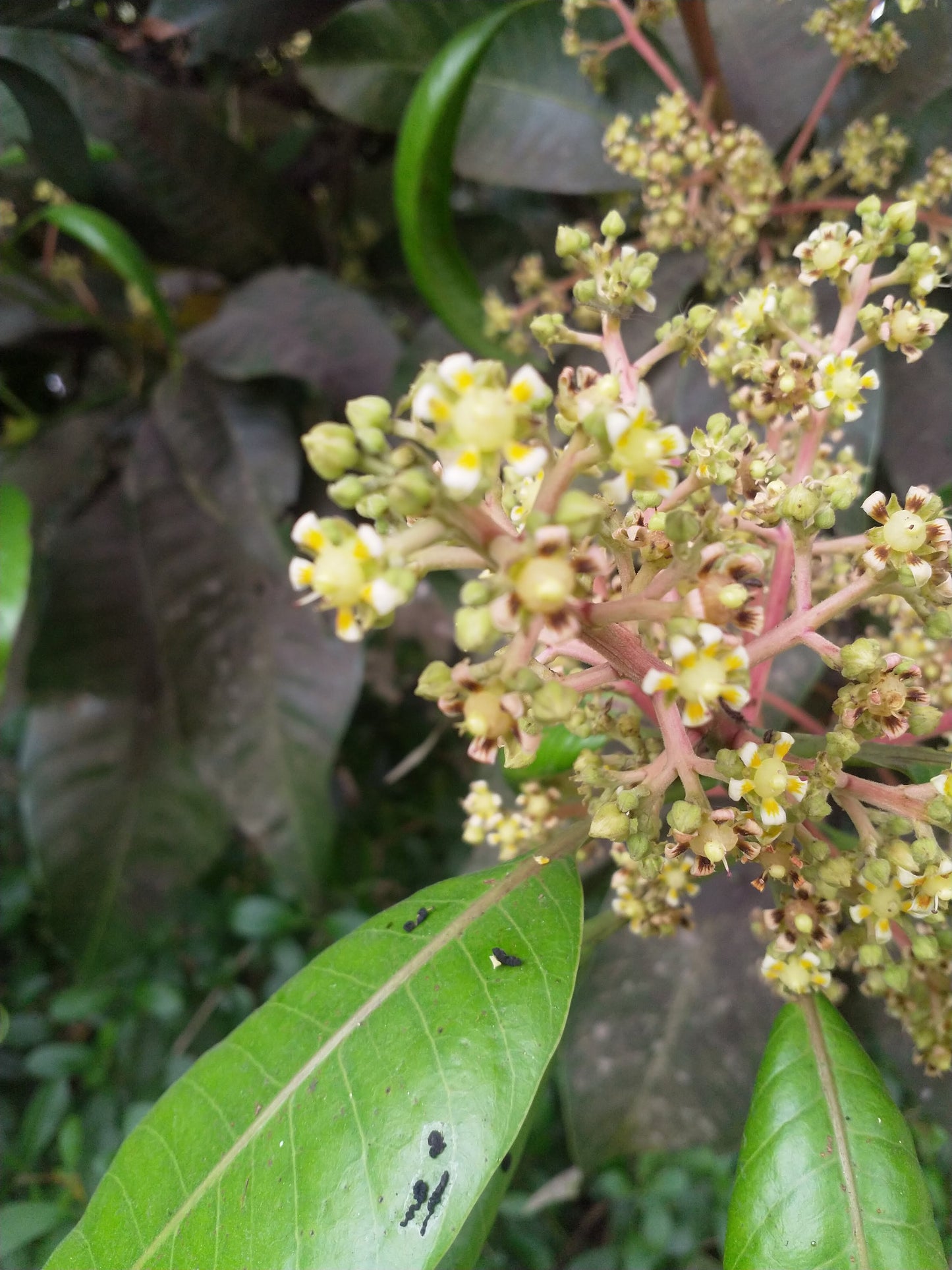 Kuninda Malihabadi Dasheri Mangoes