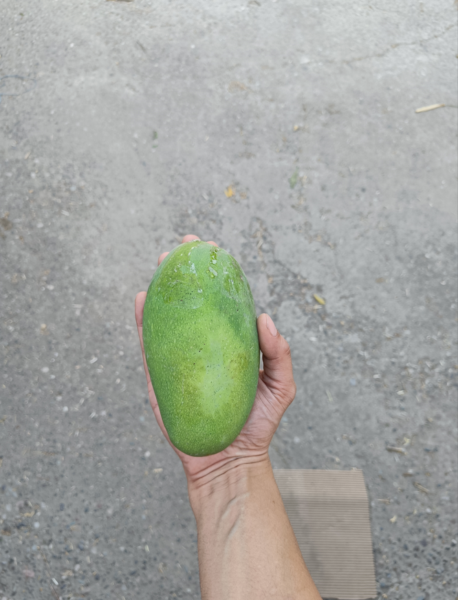 Kuninda Malihabadi Dasheri Mangoes